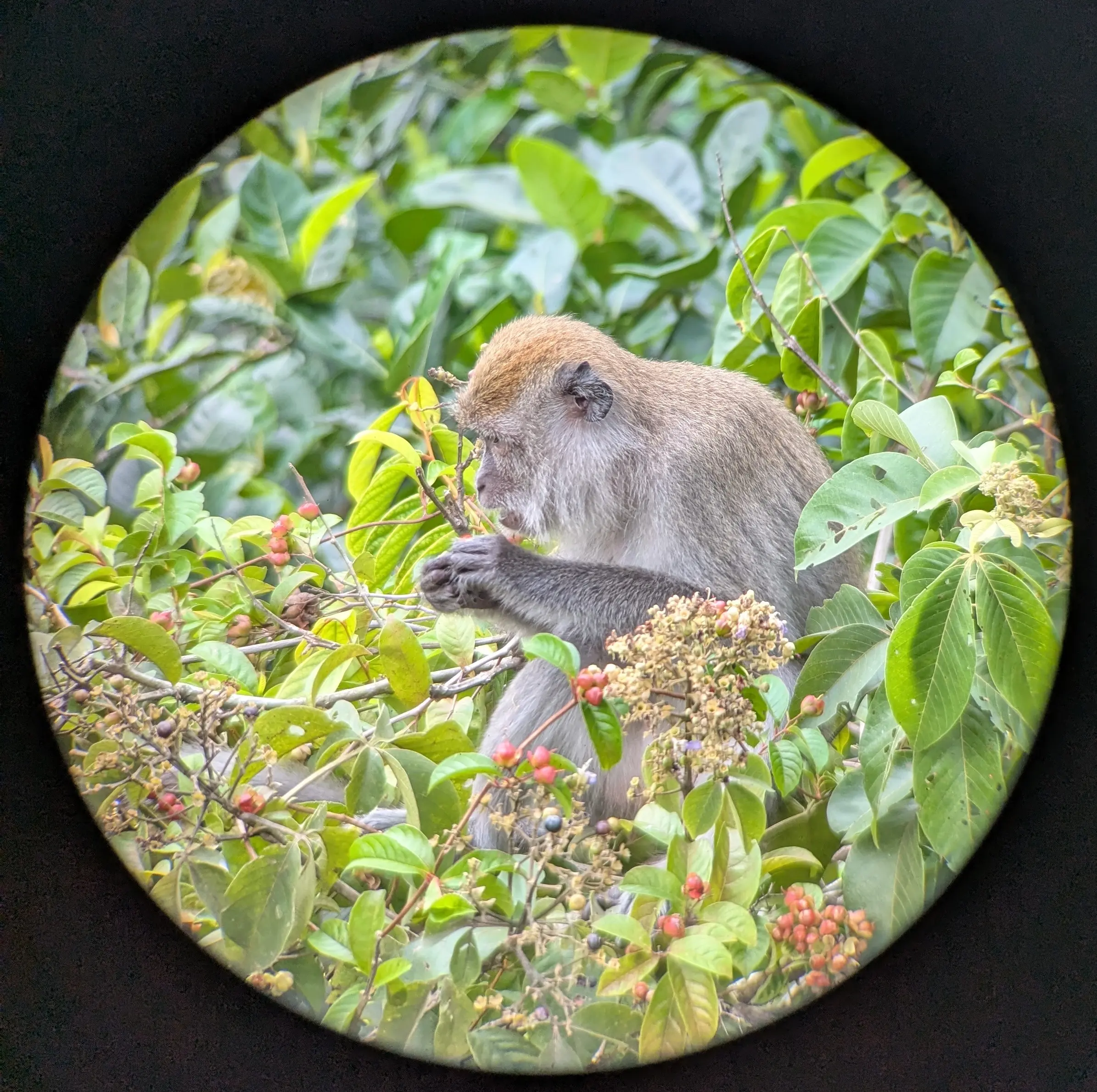 A long-tailed macaque eating wild berries in the canopy, seen through the circle of a spotting scope