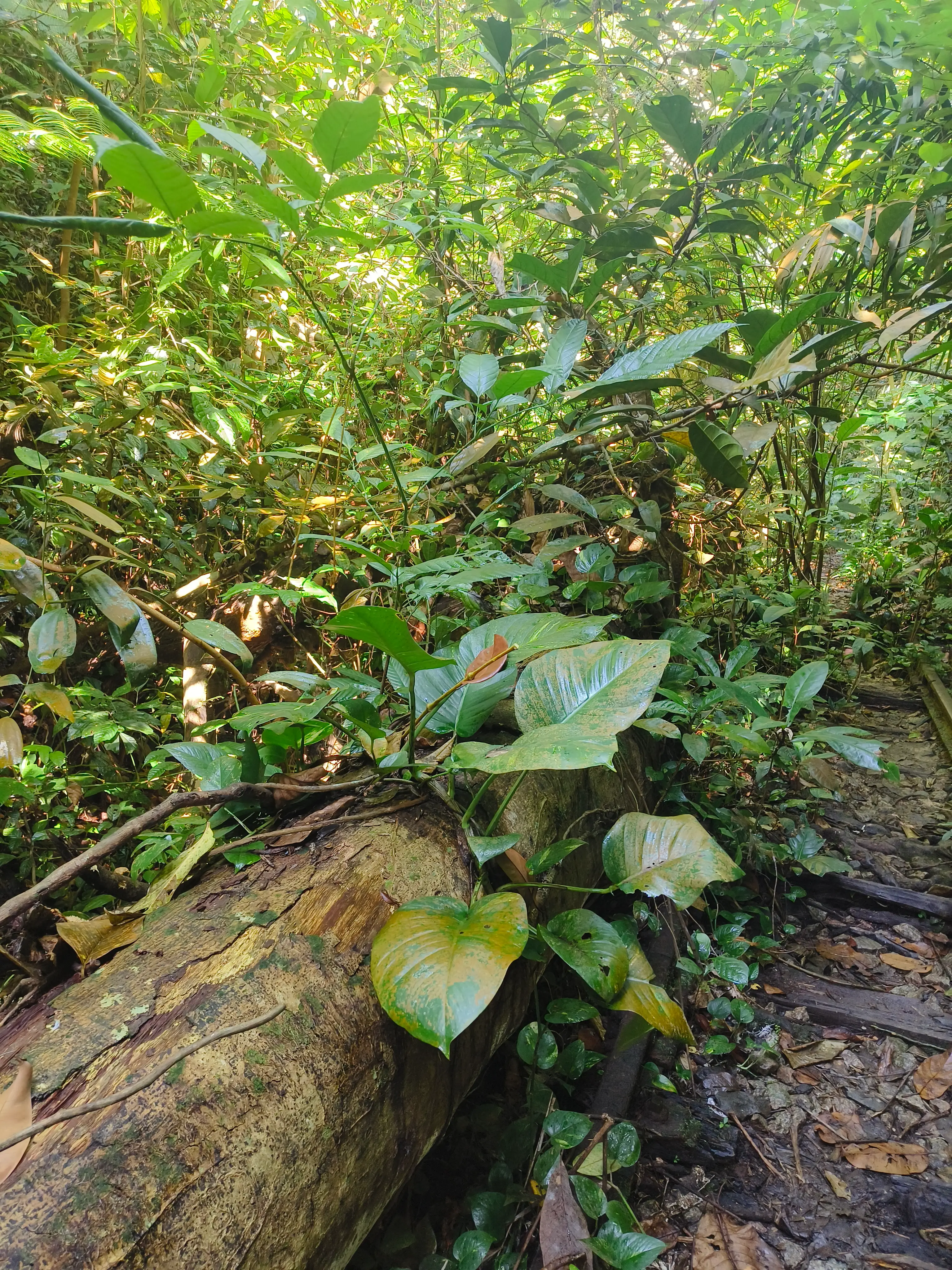 A fallen tree trunk on the forest floor, already regrowing with new leaves and creepers