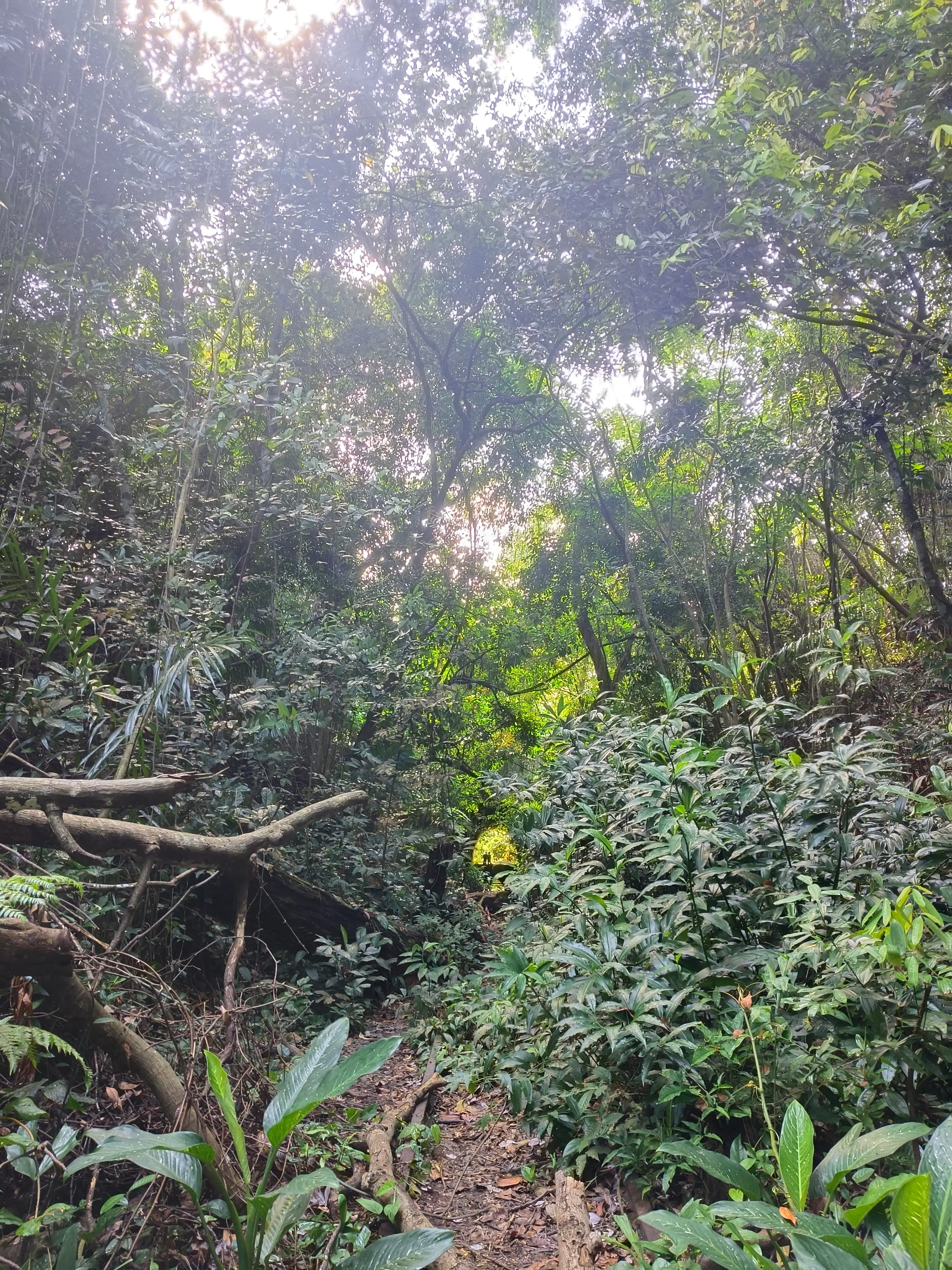 A narrow earthen trail leading into Maju Forest, sunlight filtering through the canopy onto dense green understorey