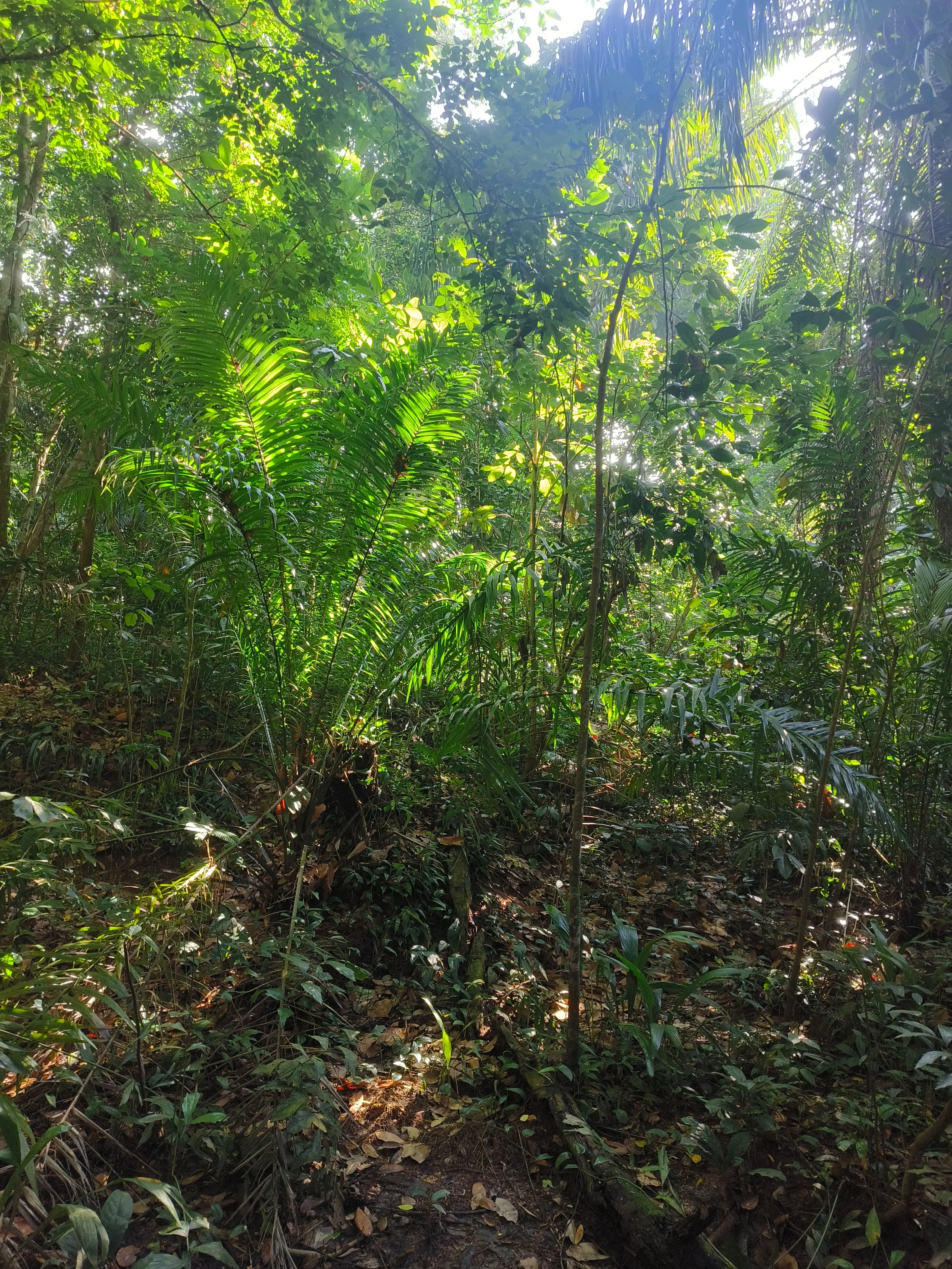 Sunlight catching the fronds of a large fern amid the dense green understorey of Maju Forest