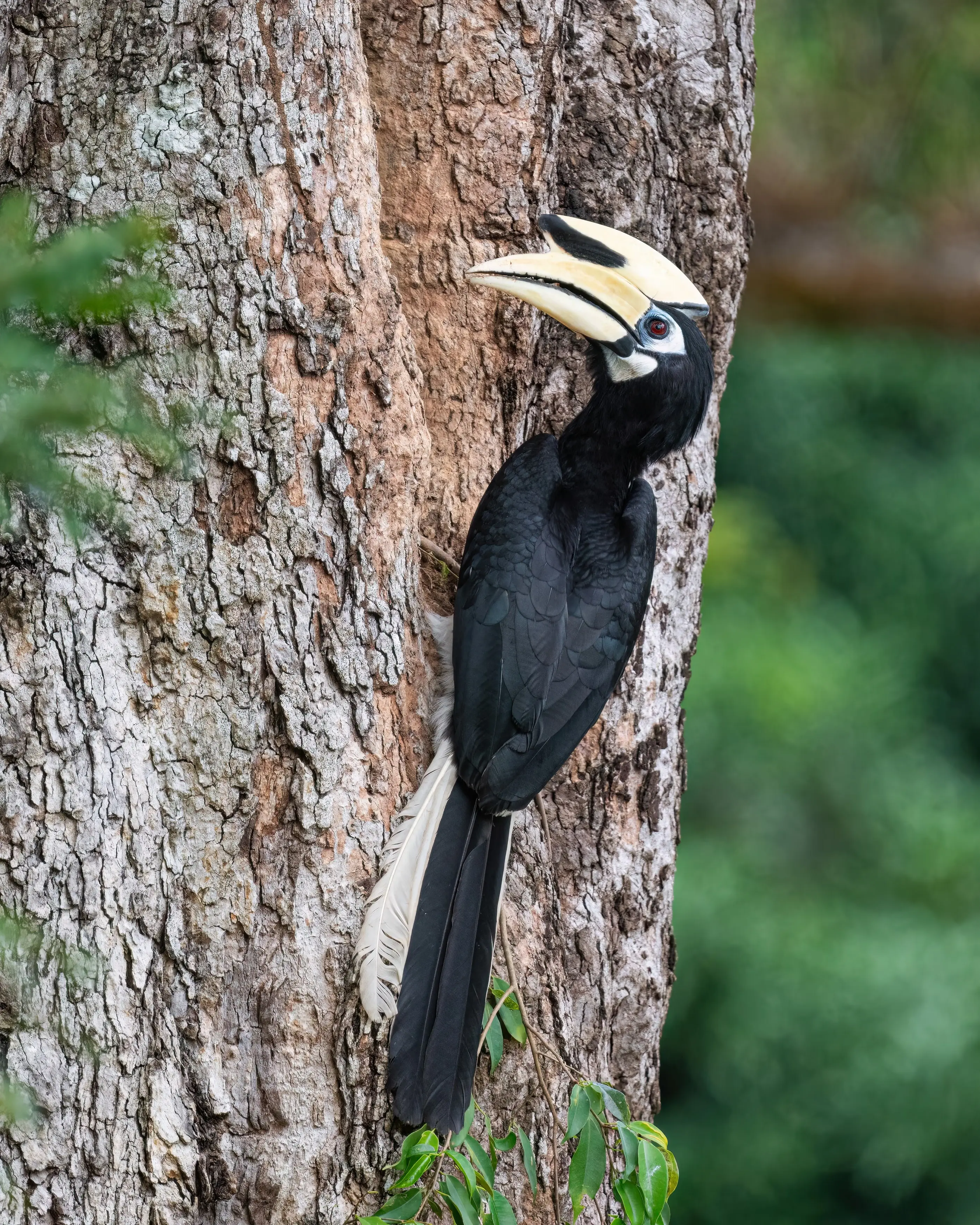 An oriental pied hornbill with a large cream-and-black casque clinging to the trunk of a mature tree beside a nesting cavity