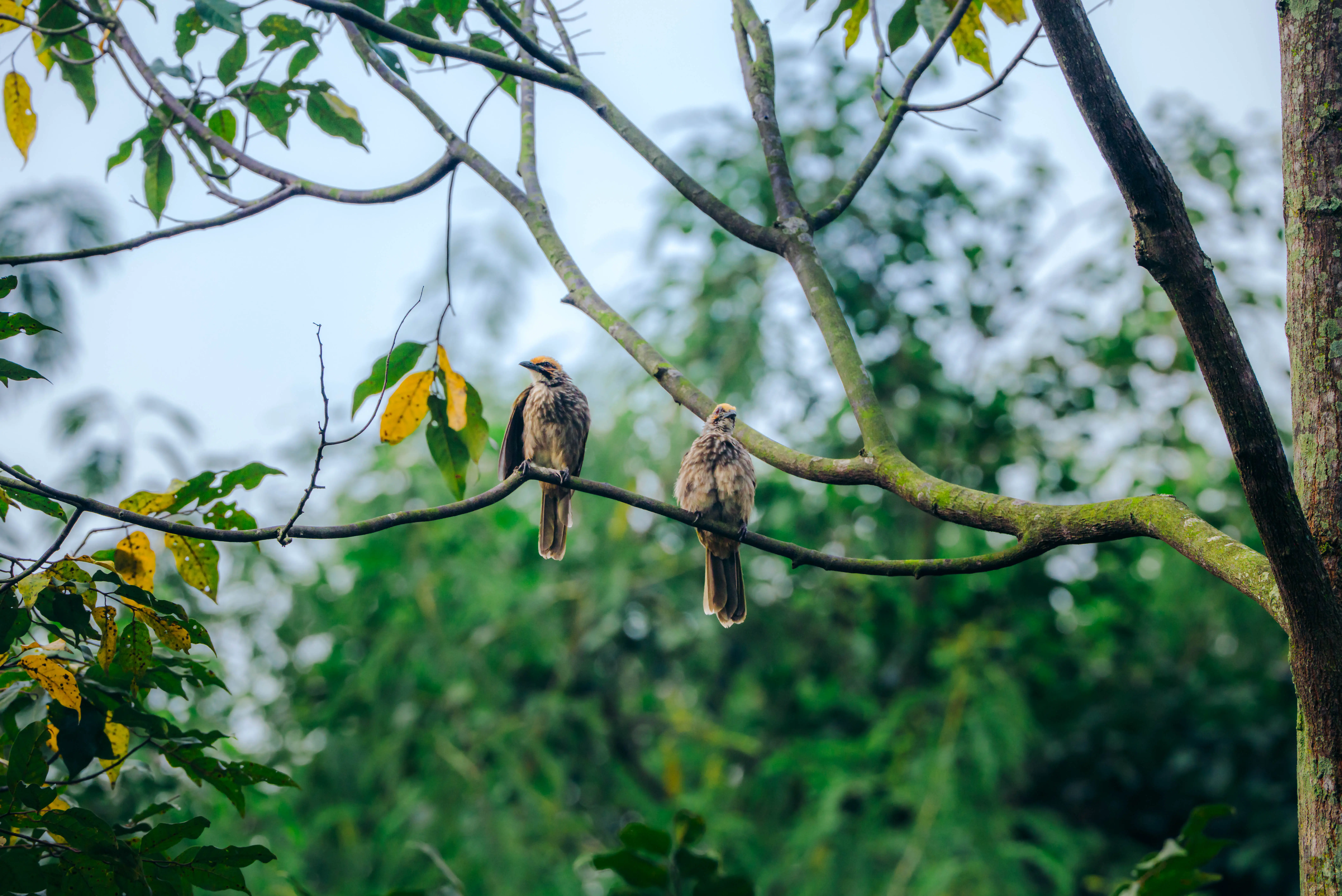 Two straw-headed bulbuls perched side by side on a mossy branch in Maju Forest, straw-gold crowns catching the light