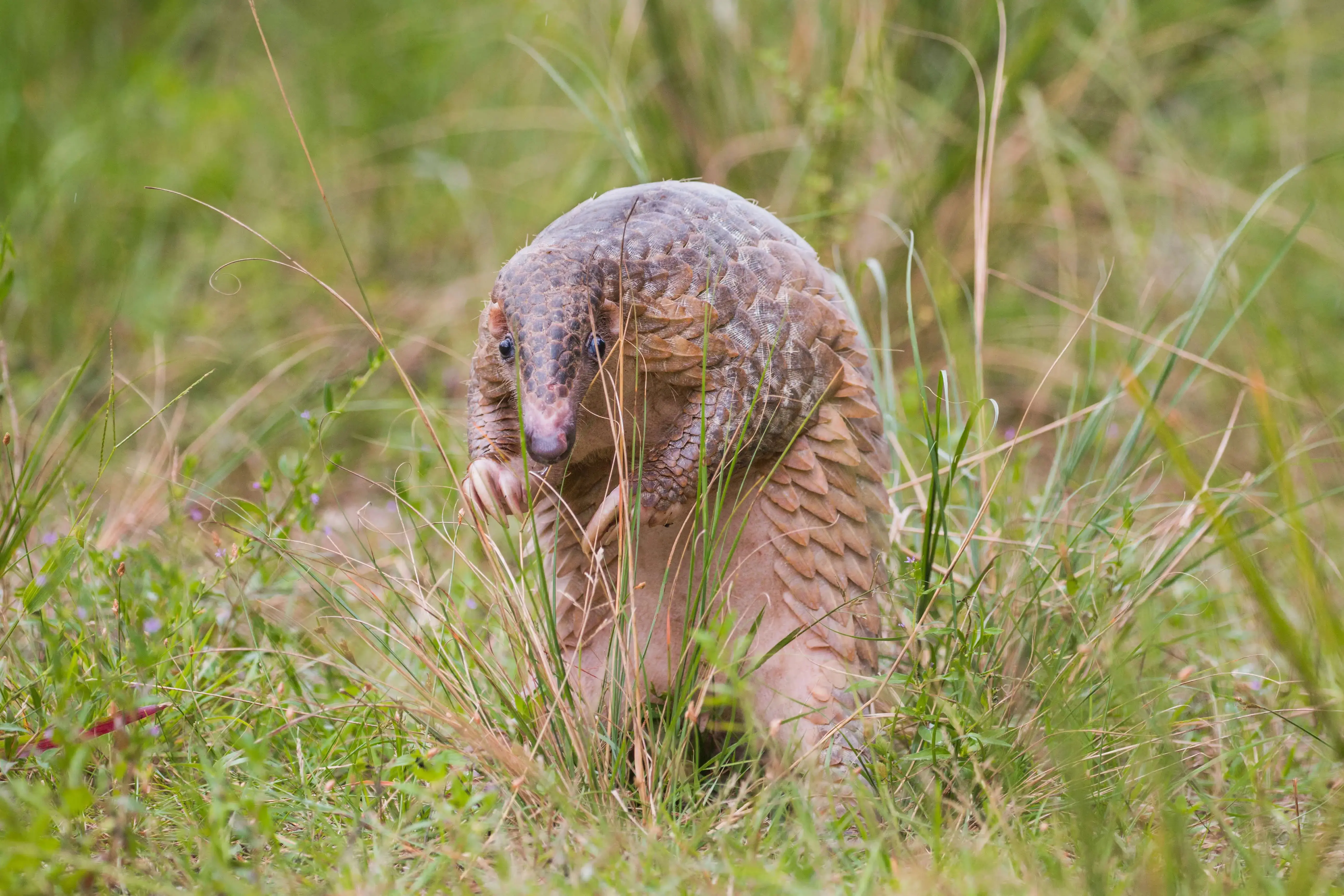 A Sunda pangolin walking through long grass, its overlapping brown scales raised and front claws tucked in